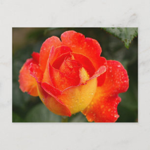 Orange Rose Floral Postcard