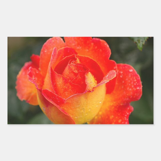 Orange Rose Floral Sticker (Front)