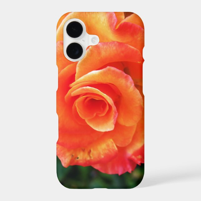 Orange rose flower (Verso)