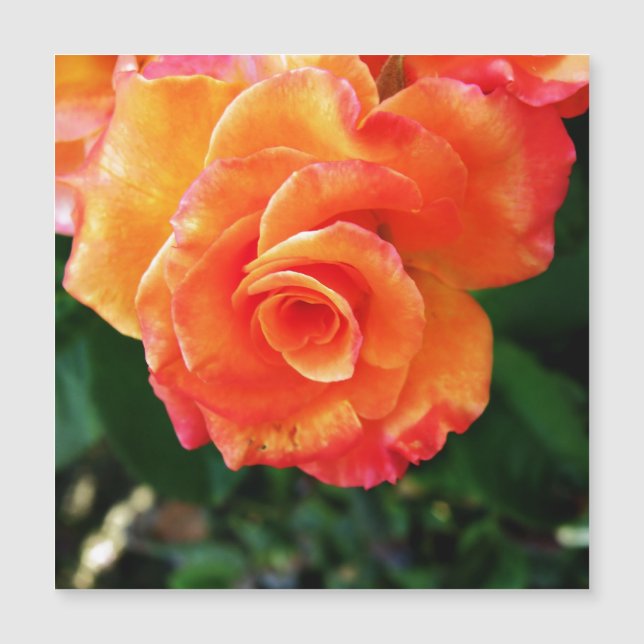 Orange rose flower (Front)