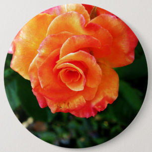 Orange rose flower 6 inch round button