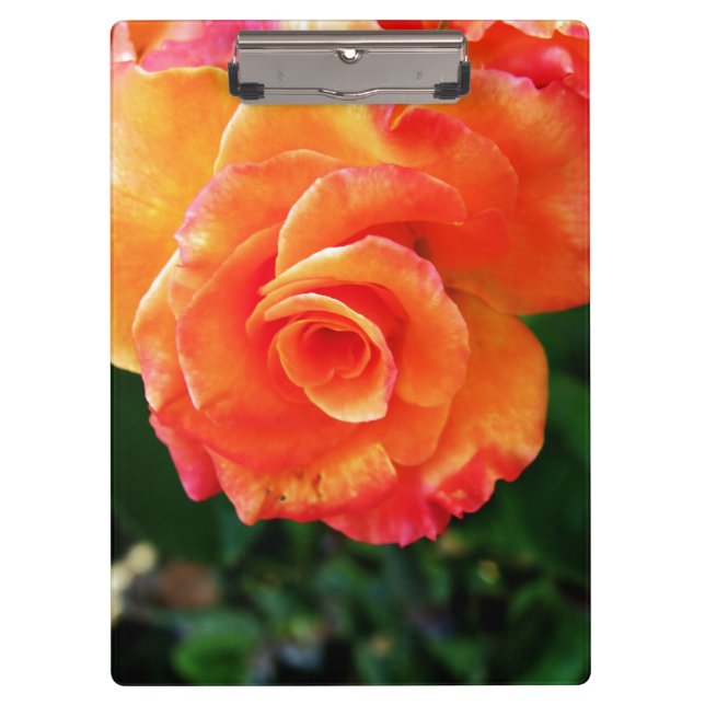 Orange rose flower clipboard (Front)