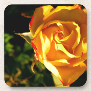 orange rose flower coaster