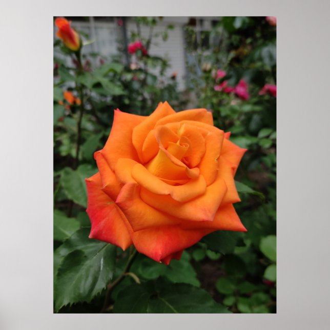 Orange rose flower poster (Front)