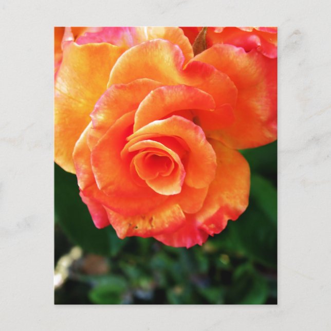 Orange rose  flyer (Front)