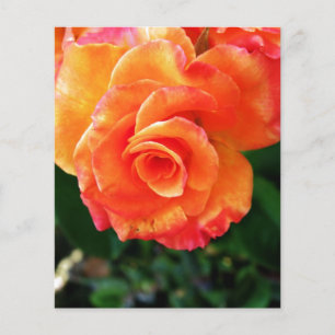Orange rose flyer