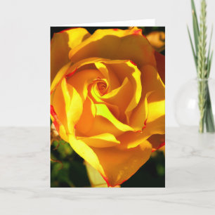 Orange rose holiday card
