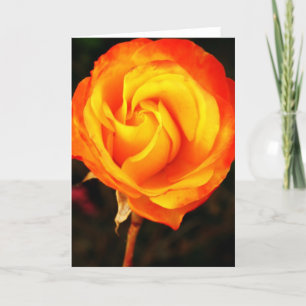 Orange rose holiday card
