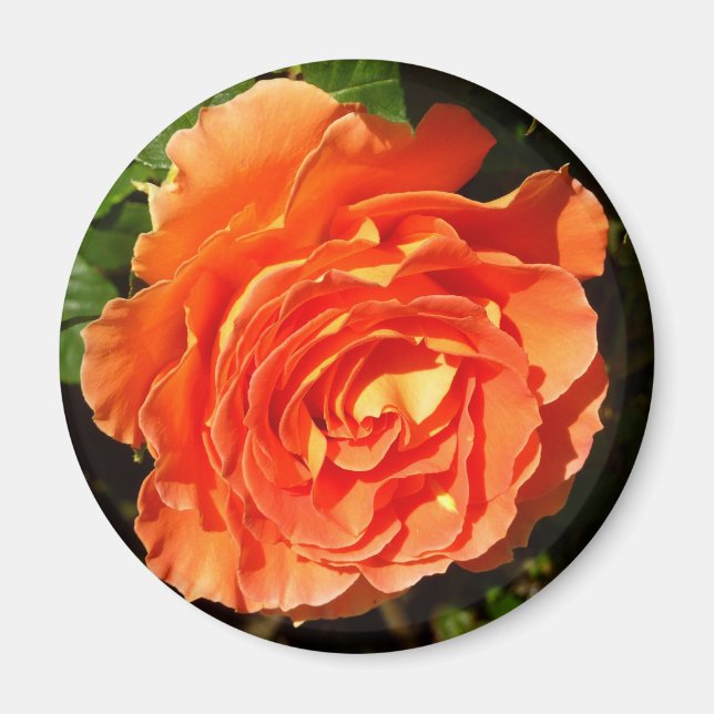 Orange Rose I Pretty Floral Magnet (Front)
