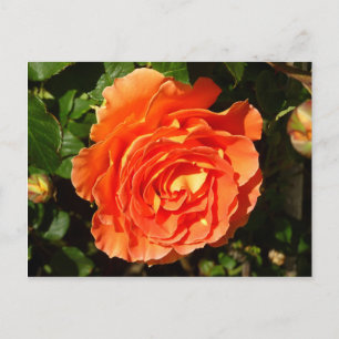 Orange Rose I Pretty Floral Postcard