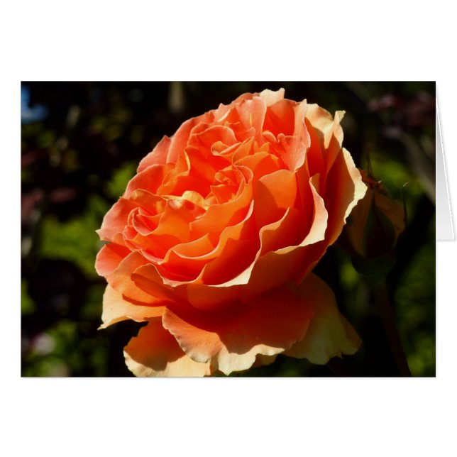 Orange Rose II Belle florale (Devant horizontal)
