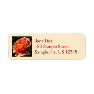 Orange Rose II Belle florale
