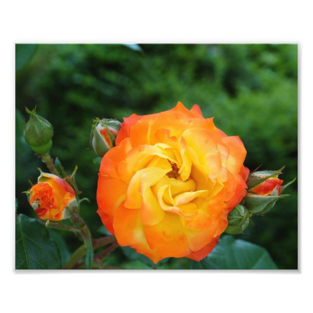 Orange Rose Meditation Photo Wall Decor Print (Front)