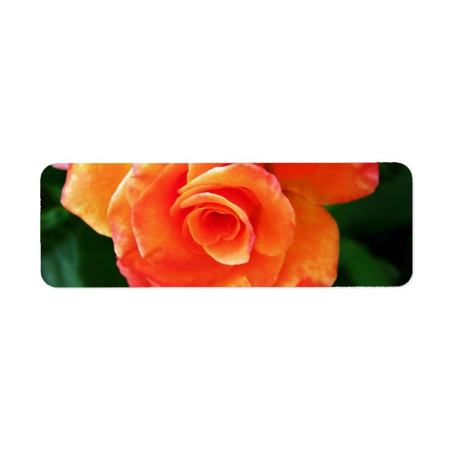 Orange Rose Photography (Front)