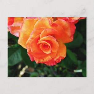Orange Rose Photography Postcard