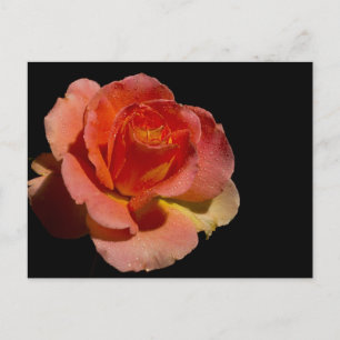 Orange Rose Postcard