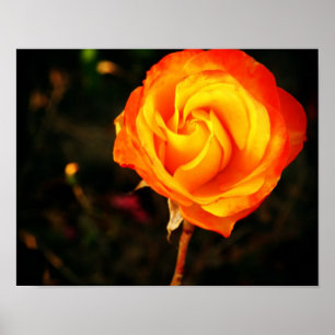 Orange rose poster