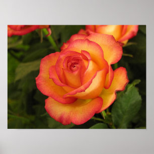Orange Rose Poster