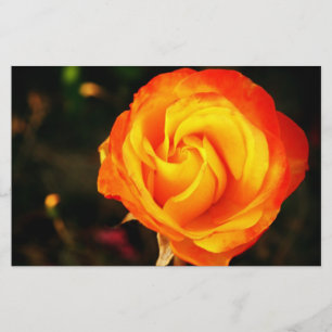 Orange rose stationery