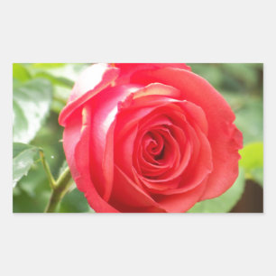 Orange Rose Sticker
