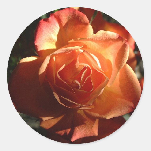 Orange rose Sticker (Front)
