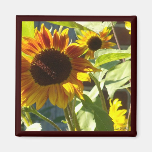 Orange Rose Sunflower Magnet (Front)