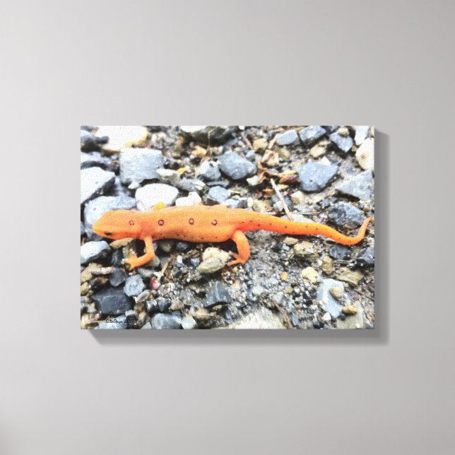 Orange Salamander Canvas Print (Front)