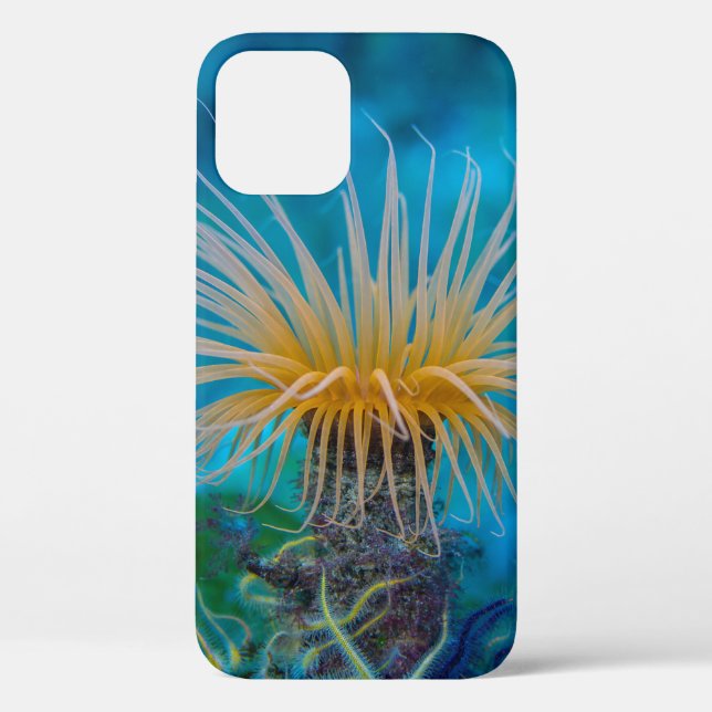 Orange Sea Anemone Aquatic Ocean Life  Case-Mate iPhone Case (Back)