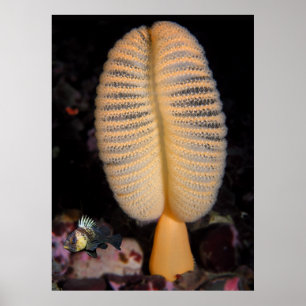 Orange Sea Pen with Quillback Rockfish Fine Art Poster