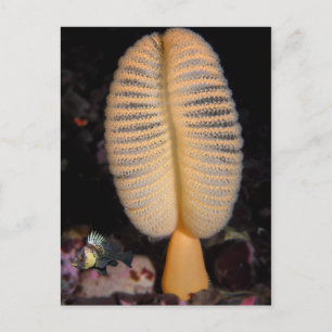Orange Sea Pen with Quillback Rockfish Postcard