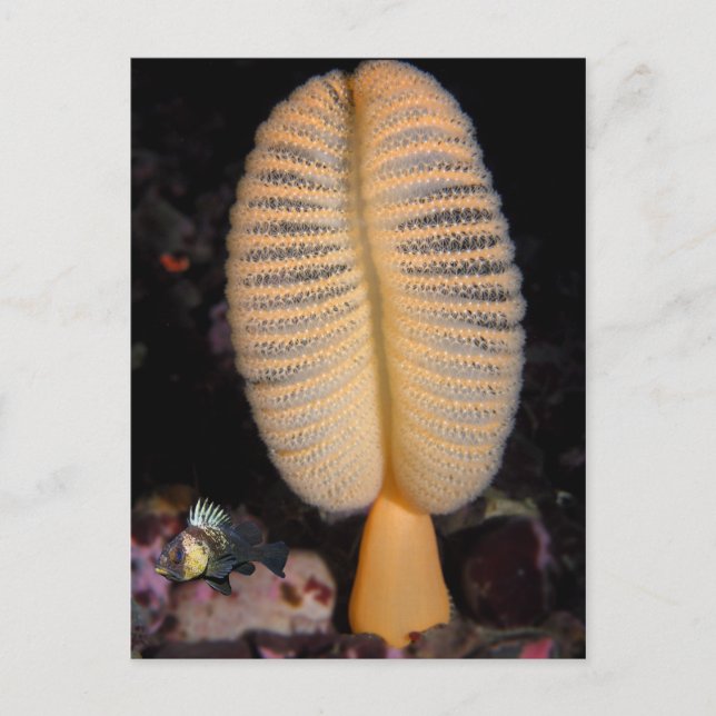 Orange Sea Pen with Quillback Rockfish Postcard (Front)