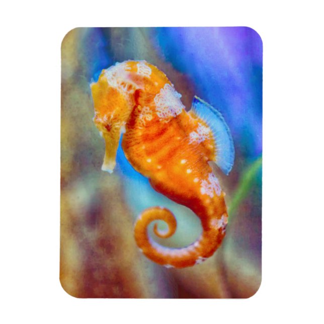 Orange Seahorse delight Magnet (Vertical)