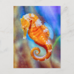 Orange Seahorse delight Postcard