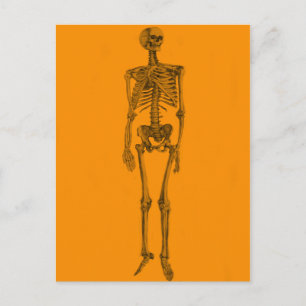 Orange Skeleton Skull Postcard