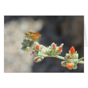 Orange Skipperling Butterfly