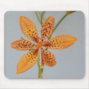 Orange spotted Iris called a  Blackberry lily Mouse Pad