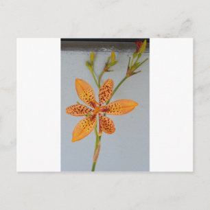 Orange spotted Iris called a Blackberry lily Postcard