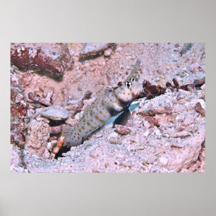 Orange Spotted Shrimp Goby II Poster