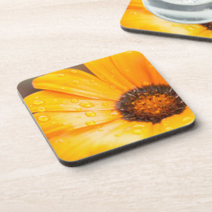 Orange Spring Flash African Daisy Close Up Photo Coaster