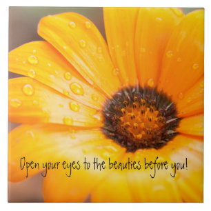 Orange Spring Flash African Daisy Close Up Tile