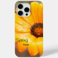 Orange Spring Flash African Daisy Flower Custom