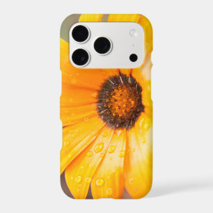 Orange Spring Flash African Daisy Flower Photo
