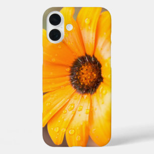 Orange Spring Flash African Daisy Flower Photo iPhone 16 Plus Case
