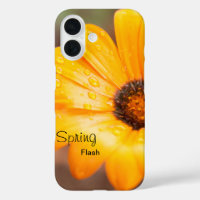 Orange Spring Flash African Daisy Photo Custom