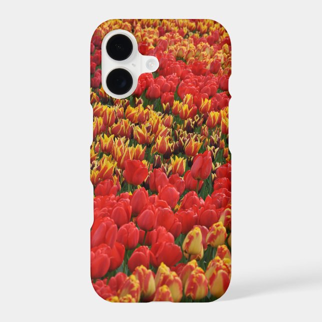 Orange spring tulips (Back)