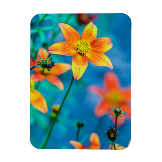 Orange Star Flower Magnet (Vertical)