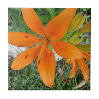 Orange Starburst Lily Tile