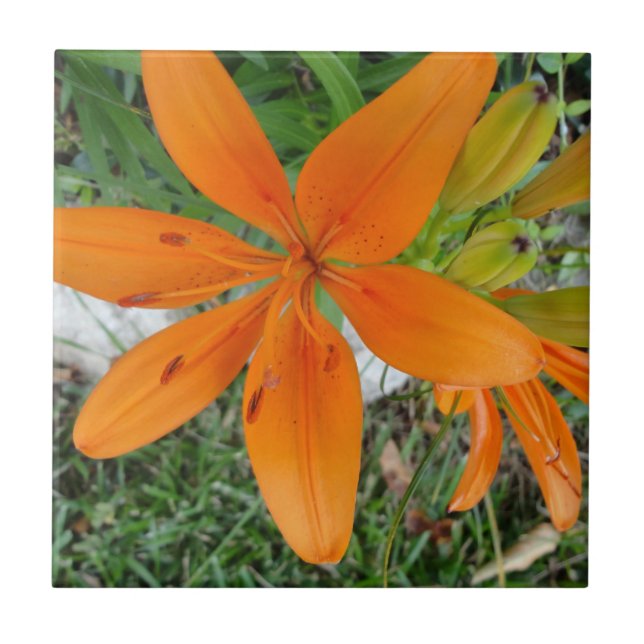 Orange Starburst Lily Tile (Front)