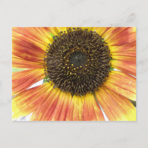Orange Sunflower Postcard