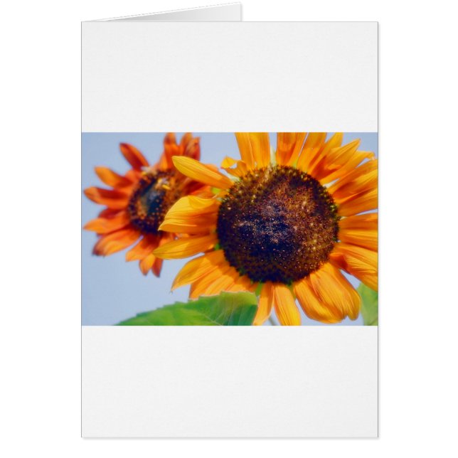 Orange Sunflowers (Front)